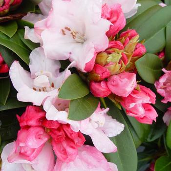 Rhododendron 'Mardi Gras'