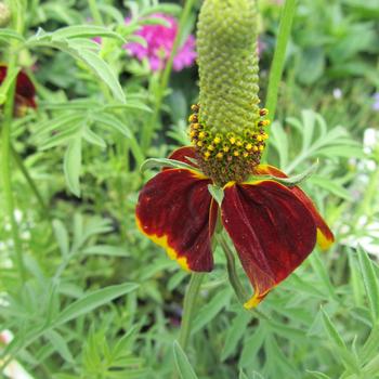 Ratibida columnifera 'Red Midget' 