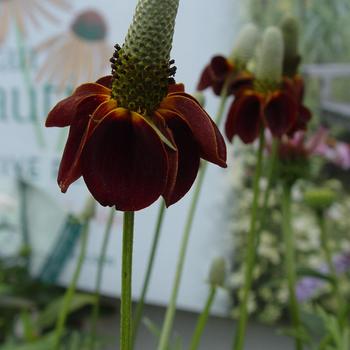 Ratibida columnifera 'Red Midget' (316073)