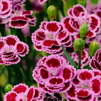 Dianthus plumarius 'Bicolor Purple' PP27219P3