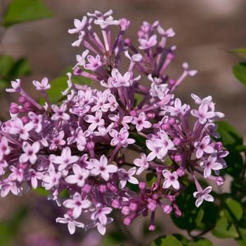 Syringa 'Josee' 