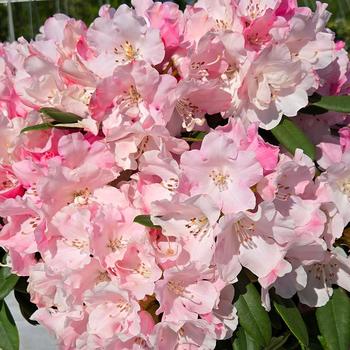 Rhododendron 'Mardi Gras' (316077)