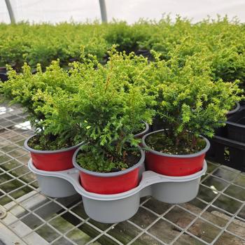 Chamaecyparis pisifera 'Cream Ball' (316080)