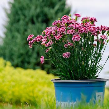Dianthus plumarius Delilah&trade; 'Bicolor Purple' (316082)
