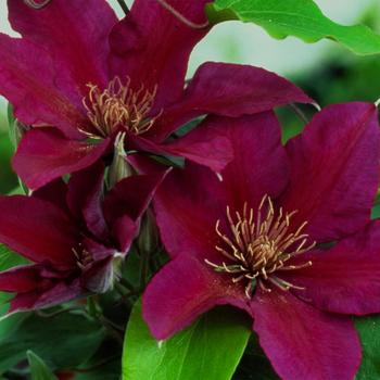 Clematis 'Picardy&trade;' (316084)