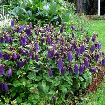 Campanula 'Ringsabell Indigo Blue'