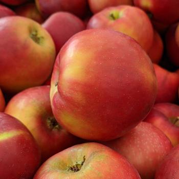 Malus domestica 'Co-op 39' 20,160,071,639