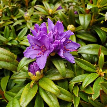 Rhododendron Mezitt hybrid 'Blue Baron' 