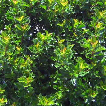 Ilex 'Emerald Magic&reg;' (316093)