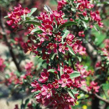 Malus 'Purple Prince' 