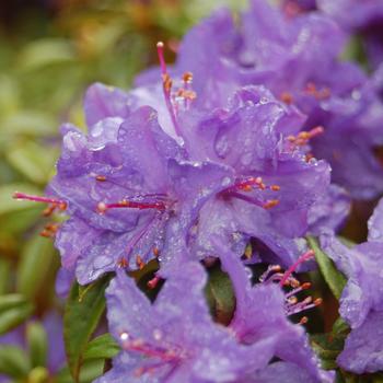 Rhododendron Mezitt hybrid 'Blue Baron' (316095)