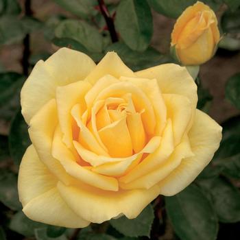 Rosa 'Oregold' (316096)
