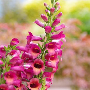 Digiplexis 'Raspberry' PPAF