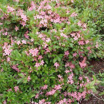 Rhododendron viscosum 'Pink and Sweet'