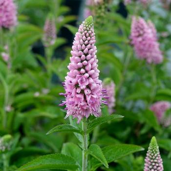 Veronica 'First Love' 