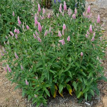 Veronica 'First Love' (316103)