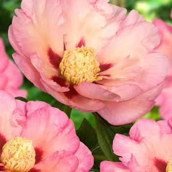 Paeonia 'Pastel Splendor' 
