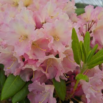 Rhododendron Raise the Roof® 'Hoopla' (316106)