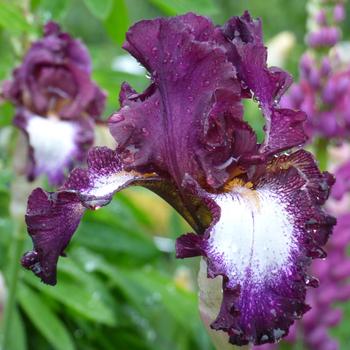 Iris germanica 'Tennison Ridge' (316111)