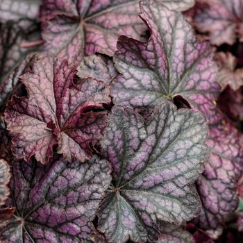 Heuchera 'Blackcurrant' USPP29925P2