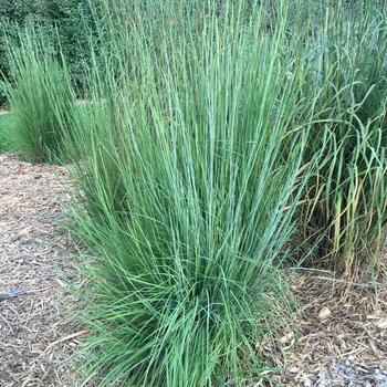 Schizachyrium scoparium 'Blaze' 