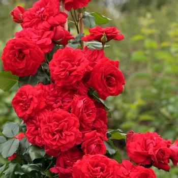 Rosa 'Crimson Sky™' (316114)