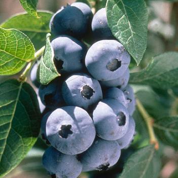 Vaccinium corymbosum 'Chandler' 