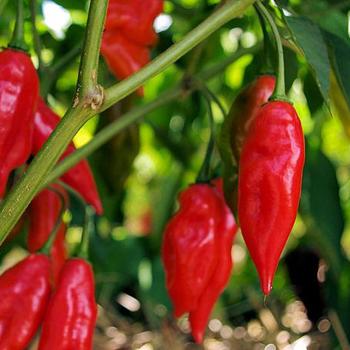 Capsicum annuum 'Hot Paper Lantern' 