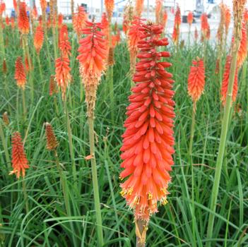 Kniphofia uvaria 'Echo Rojo' PP22791