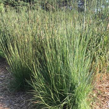 Schizachyrium scoparium 'Blaze' (316121)