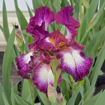 Iris germanica 'Tennison Ridge'