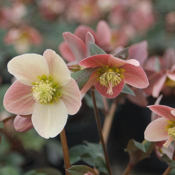 Helleborus 'COSEH 810' PP22350