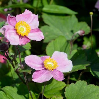 Anemone 'Lucky Charm' (316125)