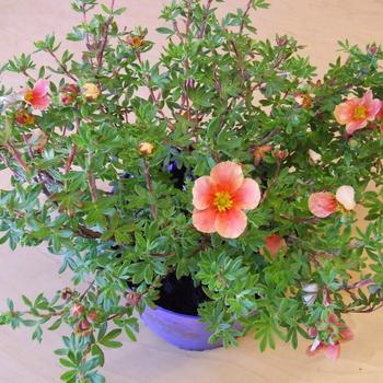 Potentilla fruticosa 'Setting Sun' 