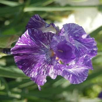 Iris germanica 'Batik' 