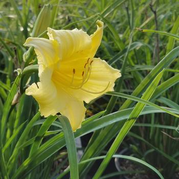 Hemerocallis 'Fragrant Returns' 