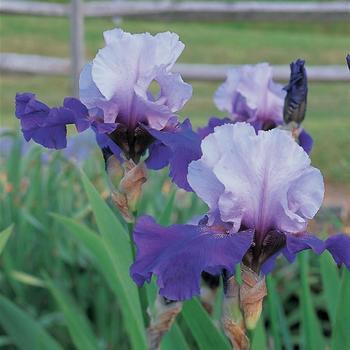 Iris germanica 'Best Bet'