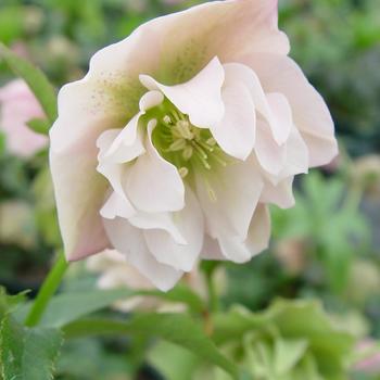 Helleborus 'Frilly Kitty' PP26369