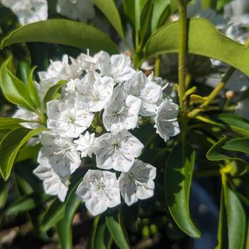 Kalmia latifolia 'Snowdrift' (316136)