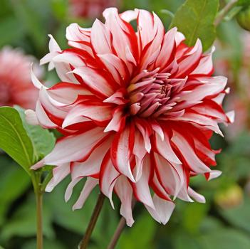 Dahlia 'Santa Clause' 