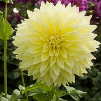 Dahlia 'Kelvin Floodlight' (316138)