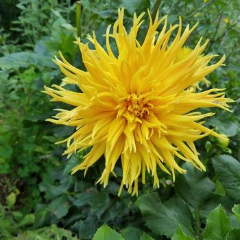 Dahlia 'Mr. Sandman'