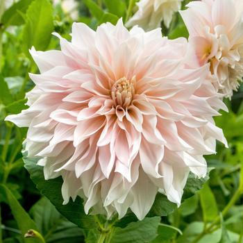 Dahlia 'Cafe au Lait' 