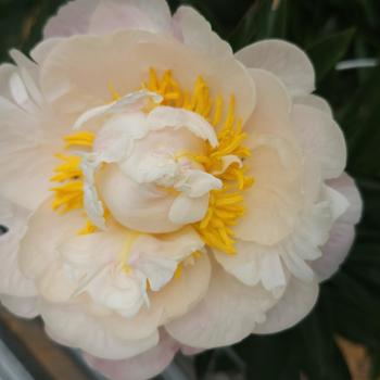 Paeonia lactiflora 'Gardenia' (316141)