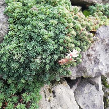 Sedum hispanicum