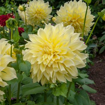 Dahlia 'Kelvin Floodlight' 