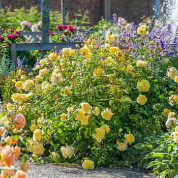 Rosa 'The Poet's Wife' 