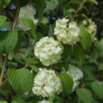 Viburnum plicatum f. plicatum 'Popcorn' 