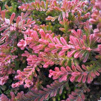 Calluna vulgaris 'Spring Torch' (316147)