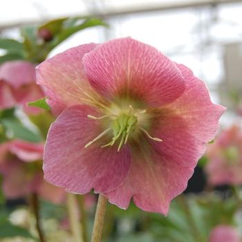 Helleborus 'Bridget' PPP29,498